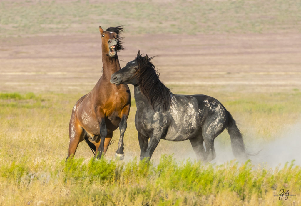 fight between two wild horse stallions