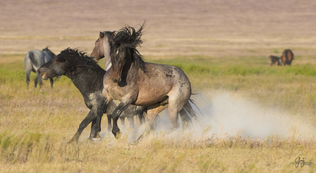 fight between two wild horse stallions