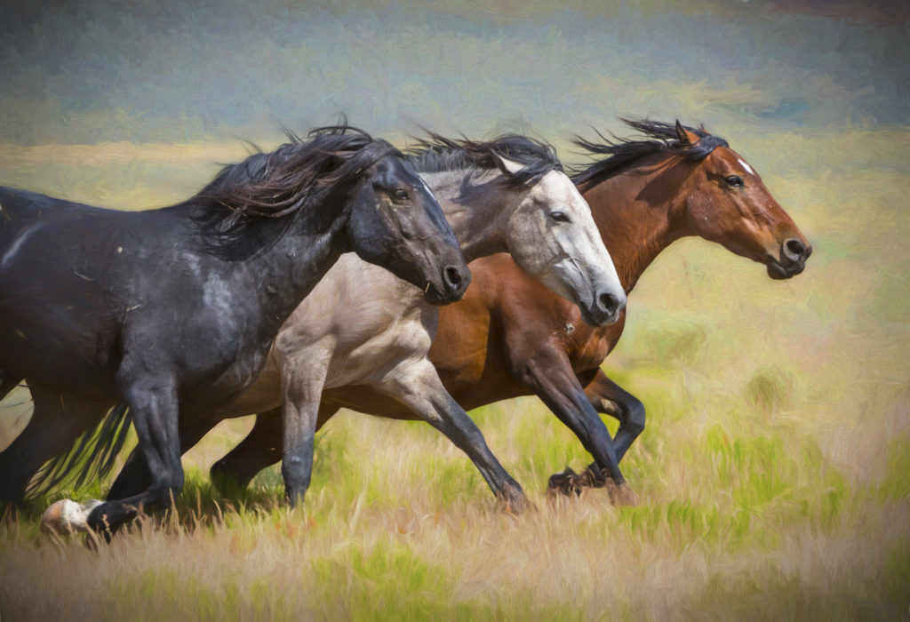 Fine art photograph photography of wild horses, photography of wild horses, horses, horse photography, wild horse photography