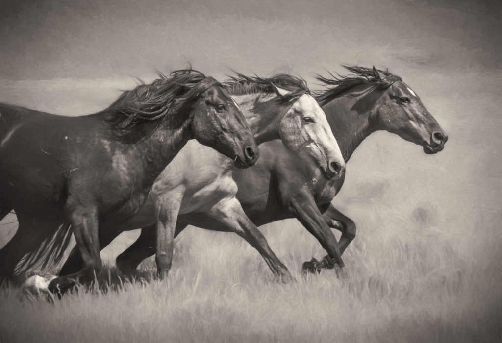 Fine art photograph photography of wild horses, black and white photography of wild horses, horses, horse photography, wild horse photography