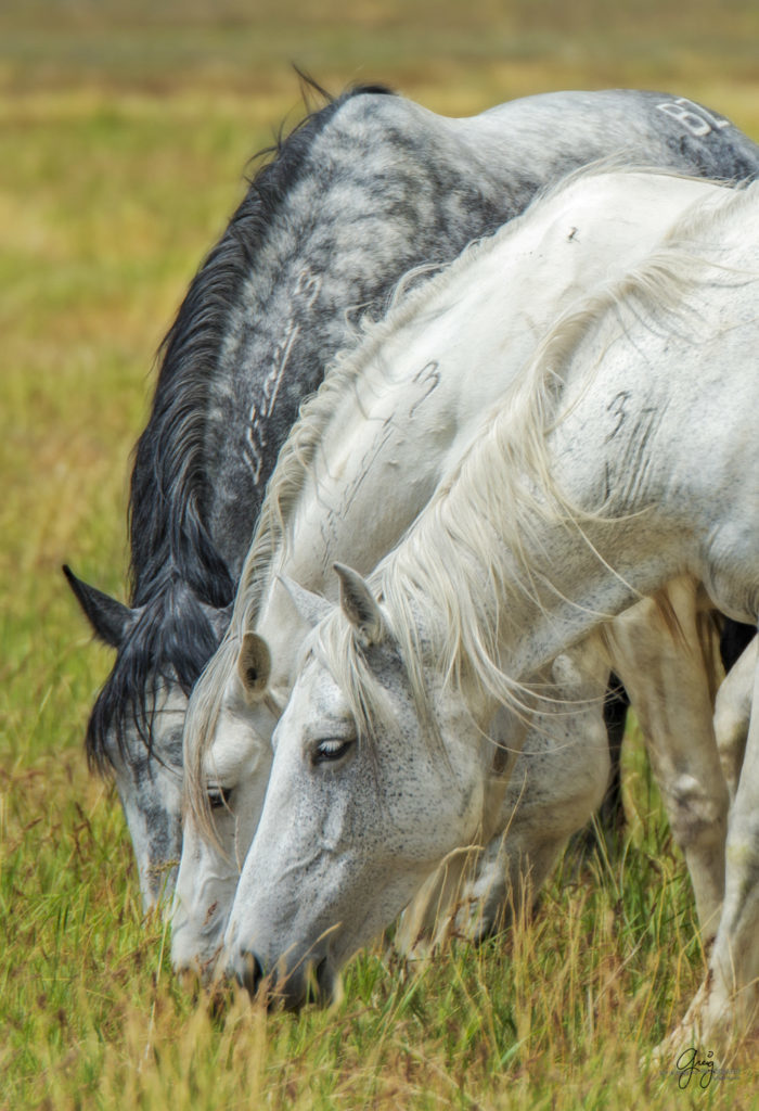 Fine art photograph photography of wild horses, photography of wild horses, horses, horse photography, wild horse photography