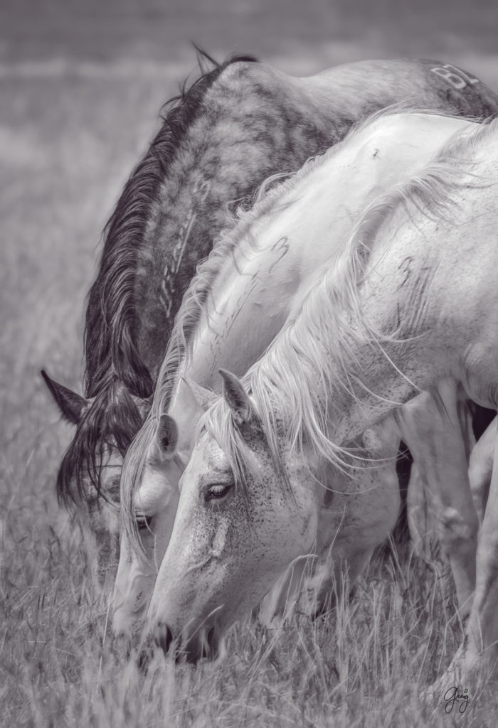 Fine art photograph photography of wild horses, photography of wild horses, horses, horse photography, wild horse photography