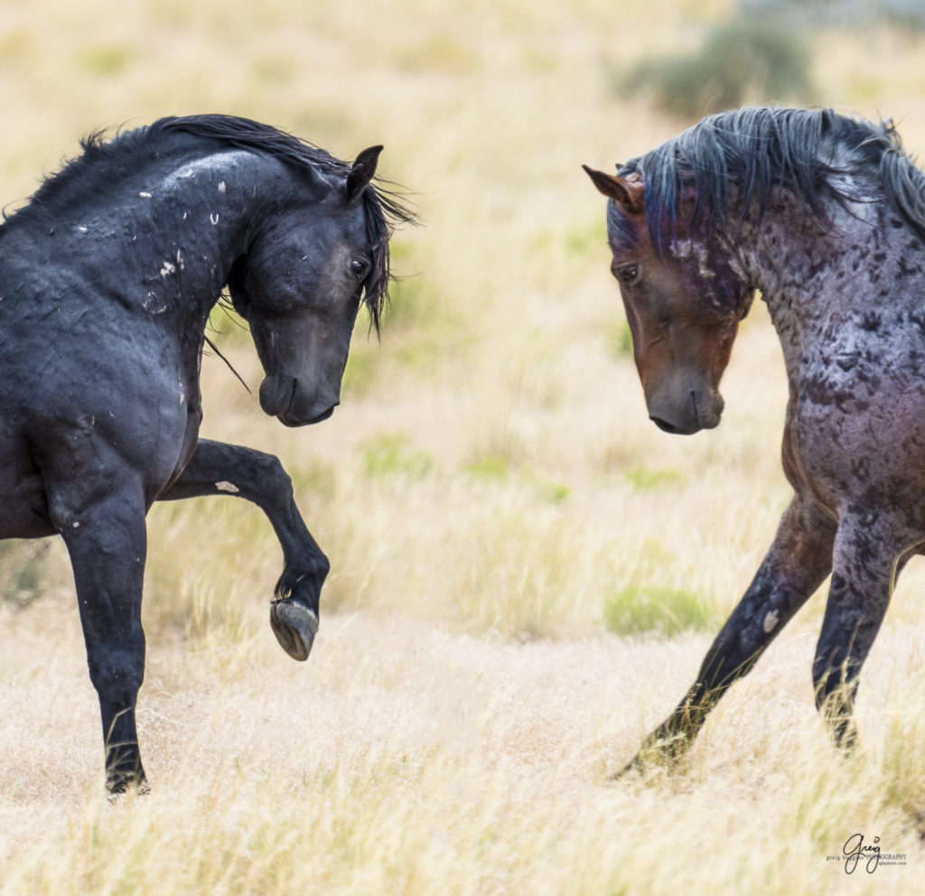 photography of two wild horses stallions about to fight