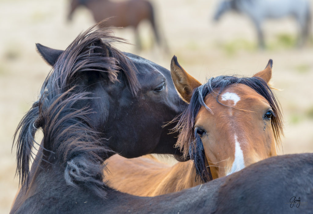 photography of two wild horses itching nuzzling each other