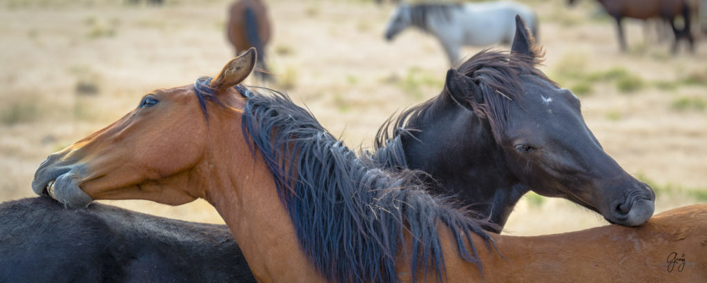 photography of two wild horses itching each other