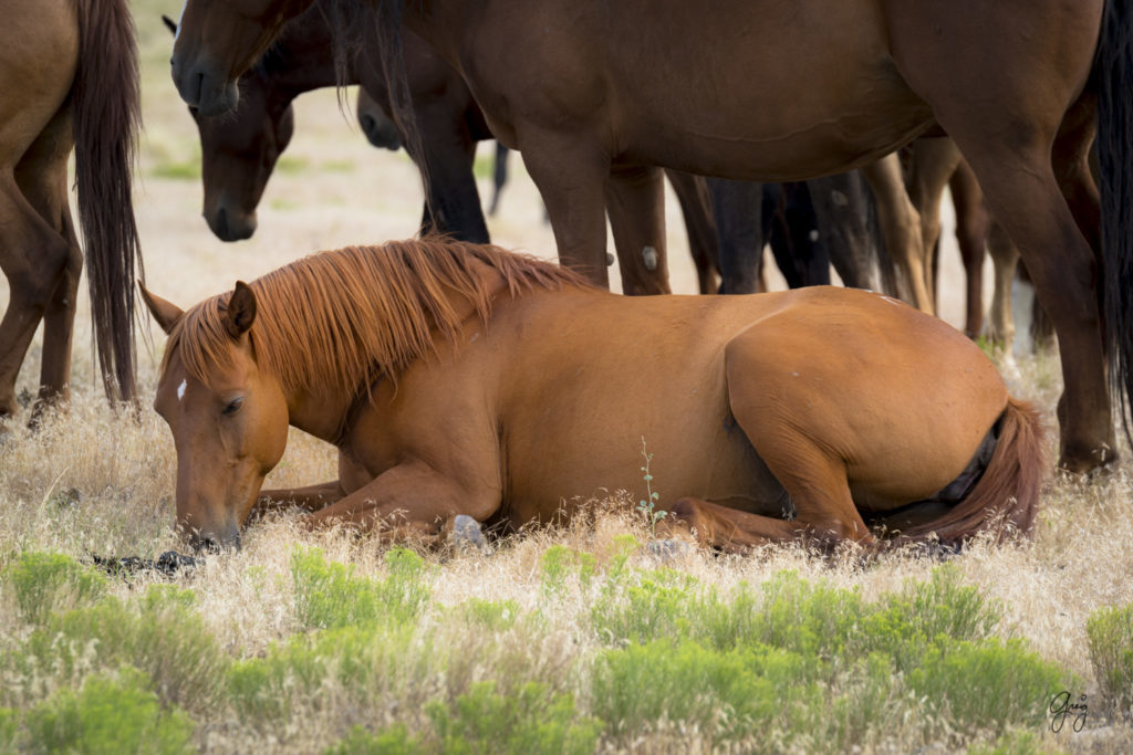 photography beautiful red mare wild horses resting