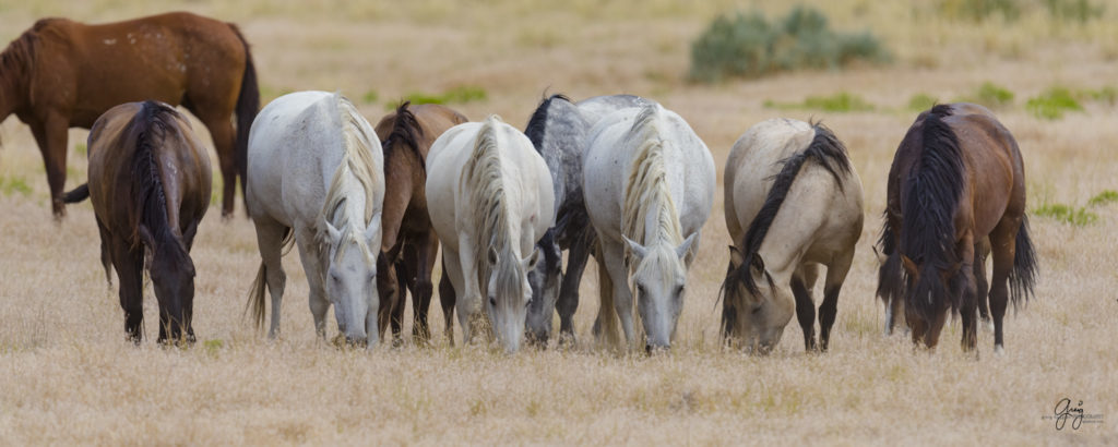 fine art photography wild horses