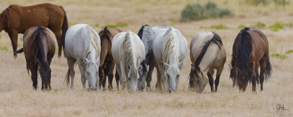 fine art photography of wild horse family mares and new foal