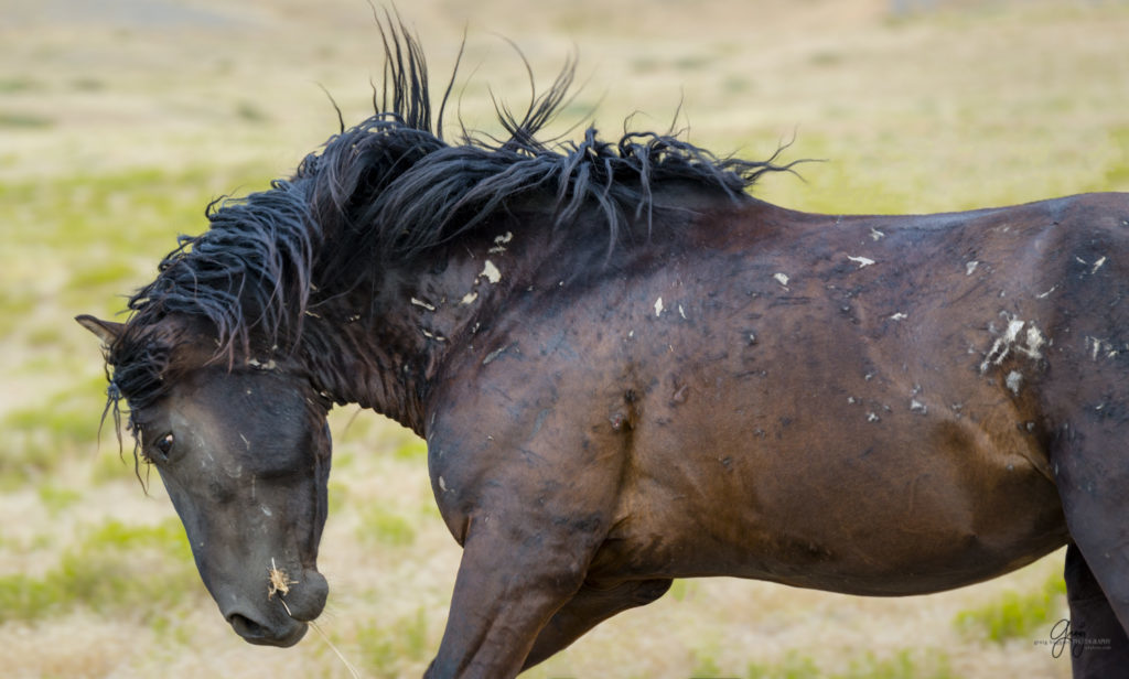 photography of wild horse stallion covered in scars