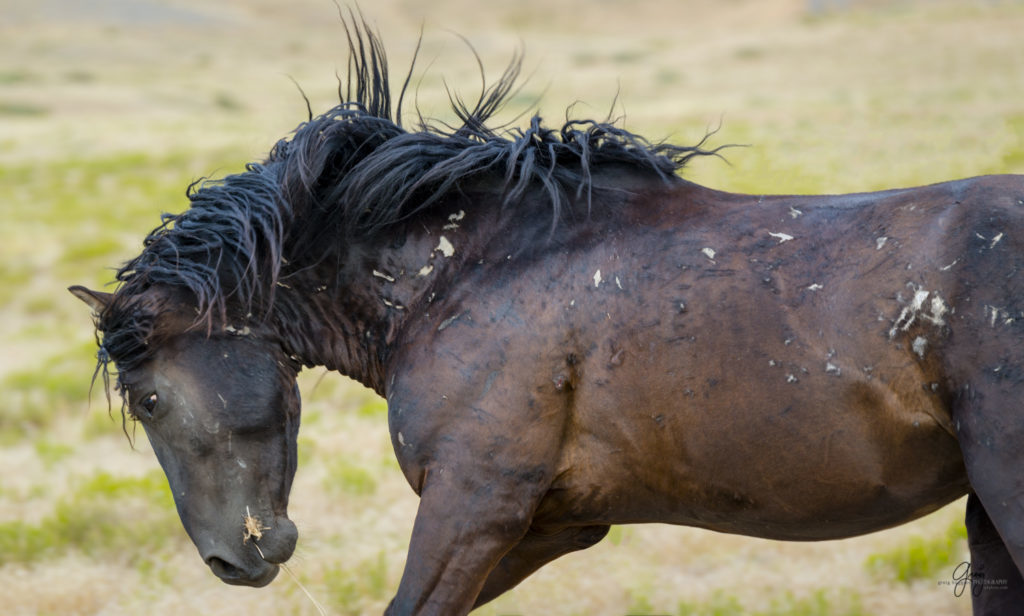 fine art photography wild horses