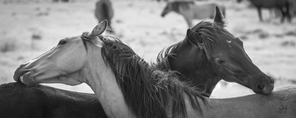 fine art photography of two wild horses itching each other  black and white