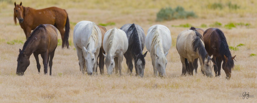 fine art photography of wild horse family mares and new foal