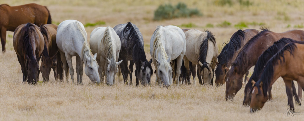 Photography of large family band of wild horses buck is stallion of this band