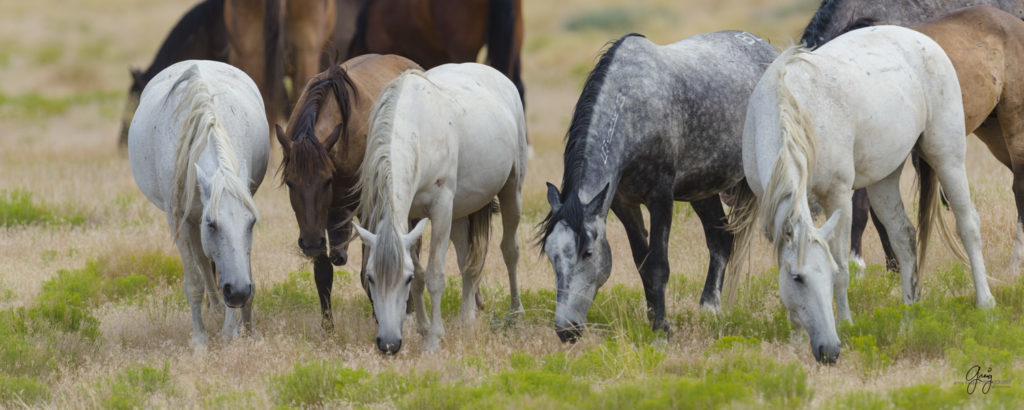 Photography of five wild horse mares - Onaqui Herd Utah