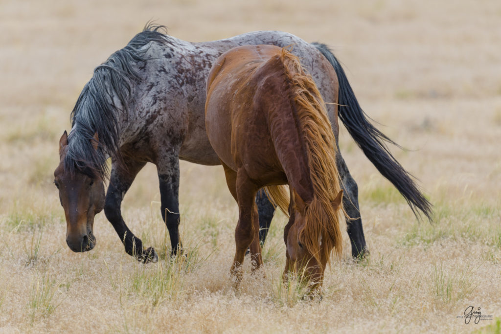 photography of wild horse roan stallion and his red mare