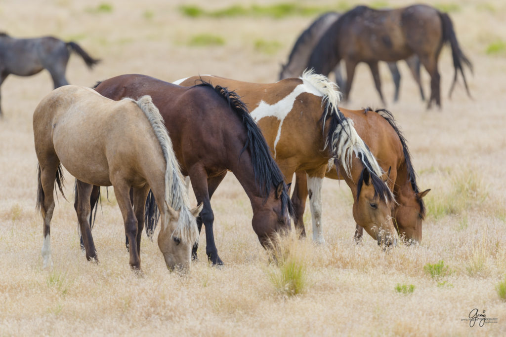 photography of four wild horse mares in Utah