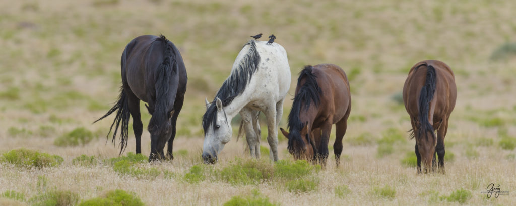 Beautiful Photography of four wild horse mares with birds in Utah's West Desert