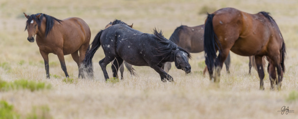 photography of wild horses fighting stallions mustangs
