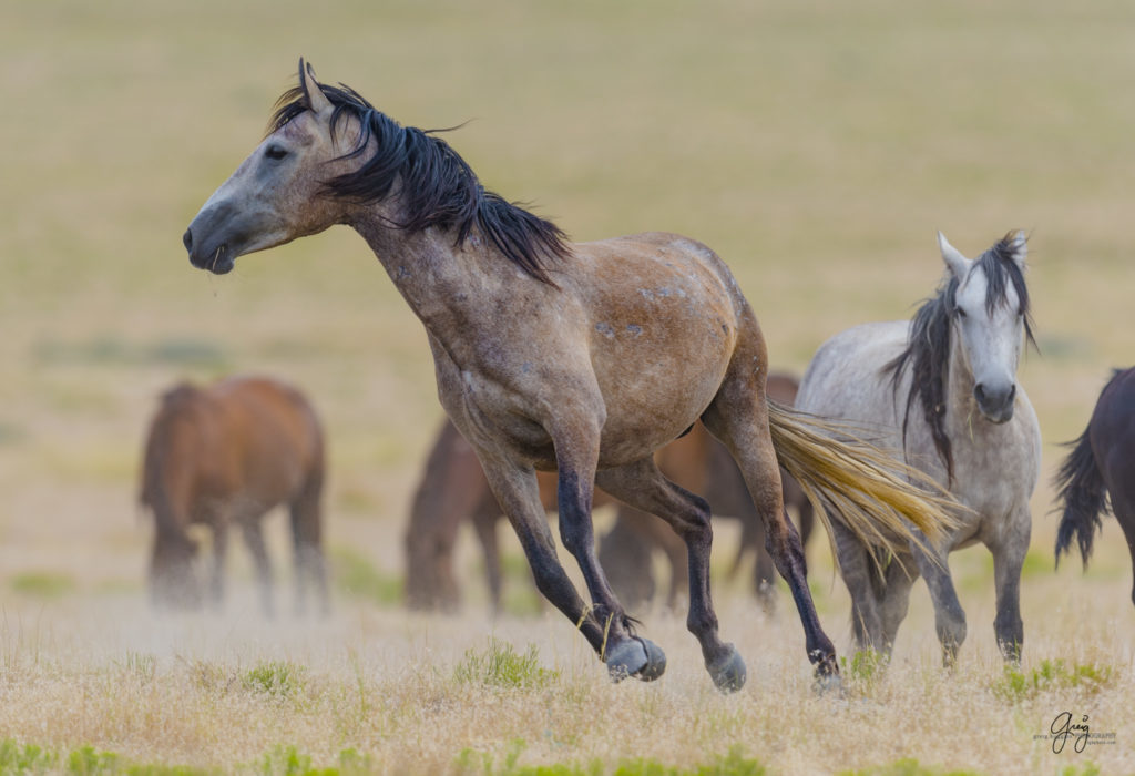 photography of wild horses fighting stallions mustangs