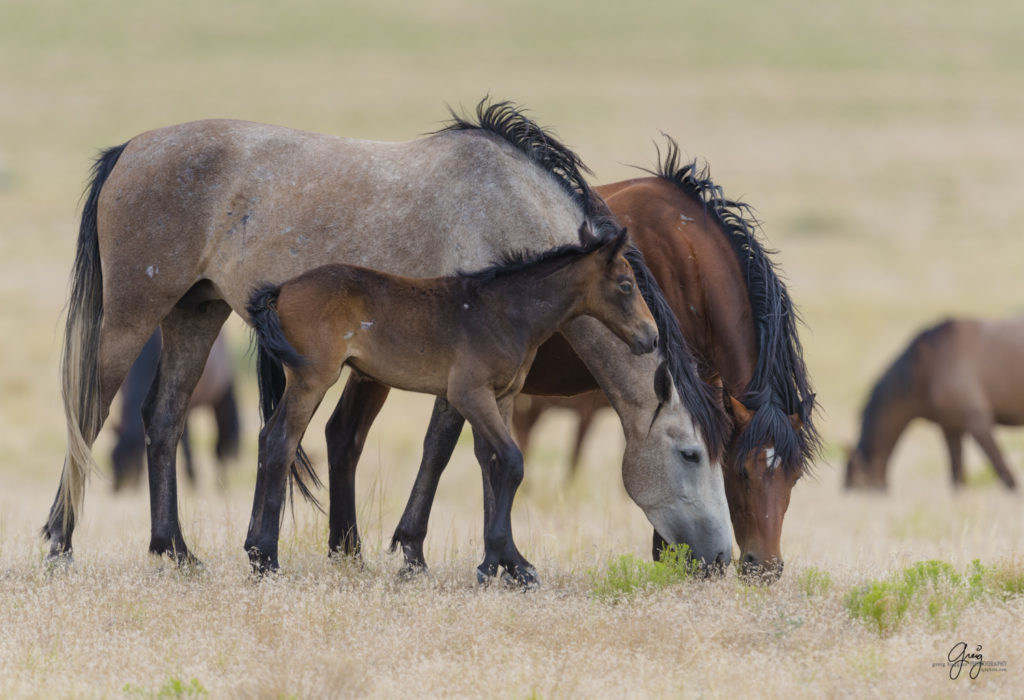 Photography of wild horse foal with mother and stallion mustang father