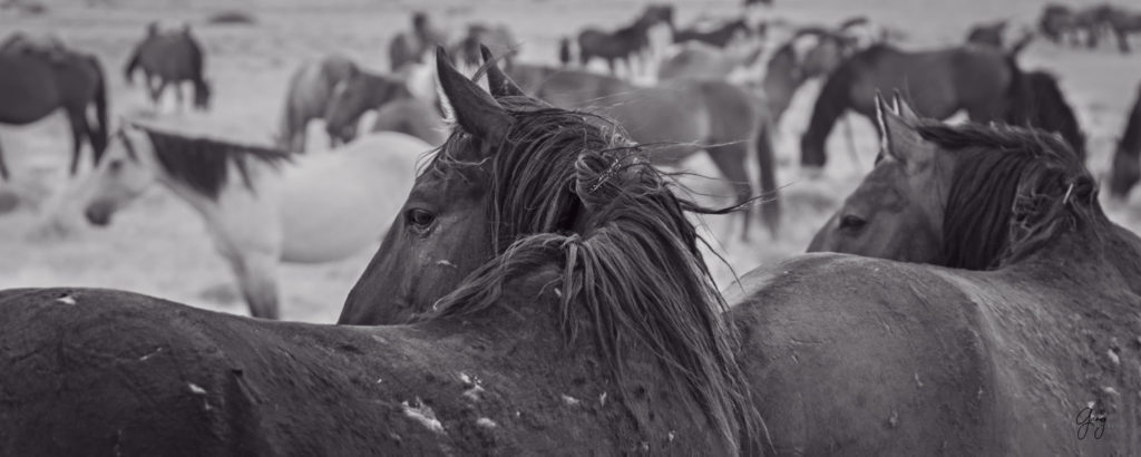 fine art photography of two wild horse stallions looking back at fight black and white