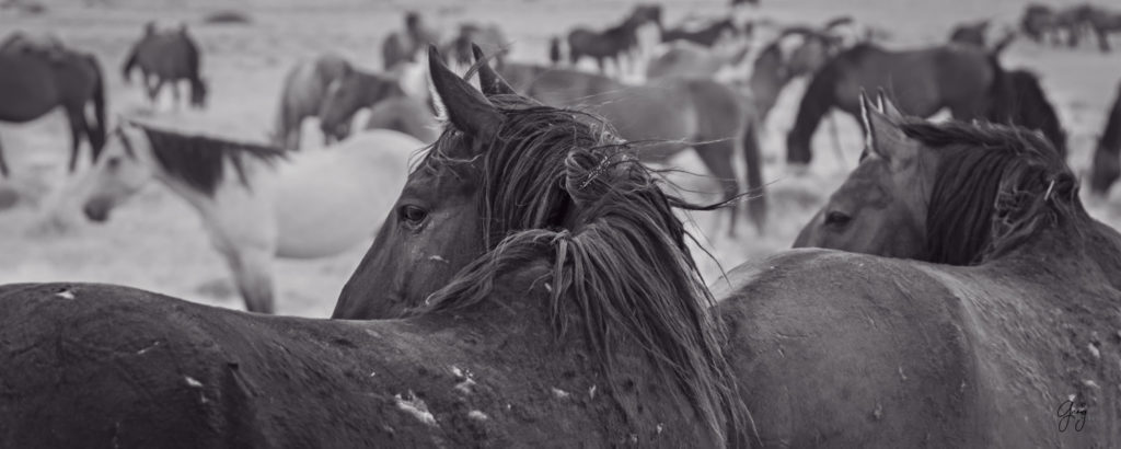 fine art photography wild horses