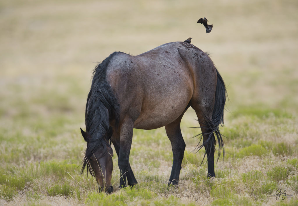 photography of wild horses fighting stallions mustangs with birds