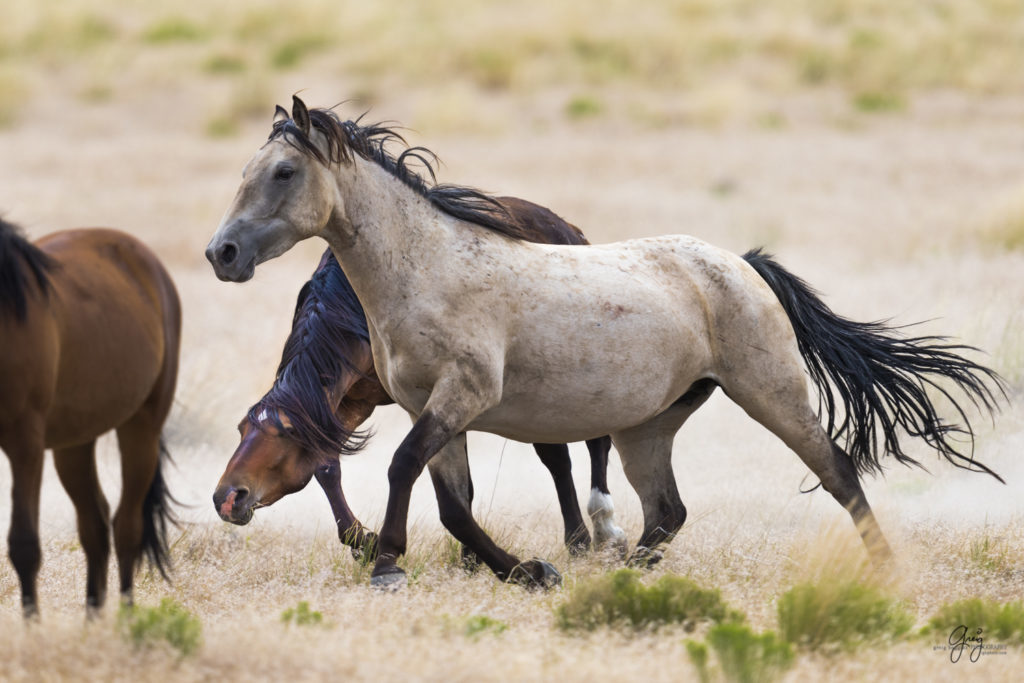 photography of wild horses fighting stallions mustangs