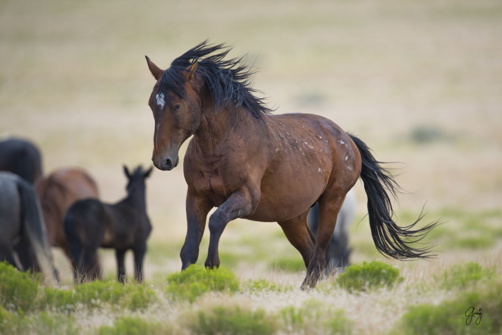 photography of wild horses fighting stallions mustangs