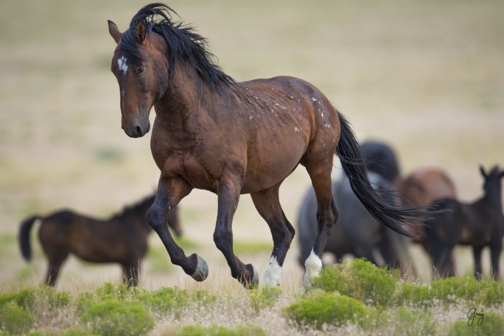 photography of wild horses fighting stallions mustangs