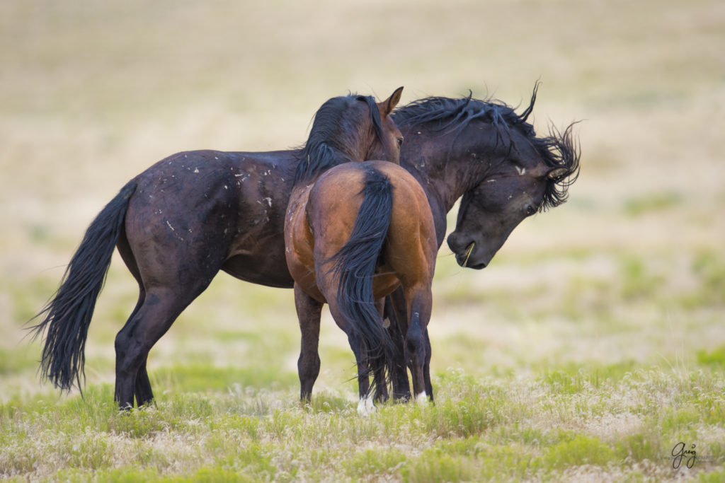 photography of two wild horses stallions about to fight