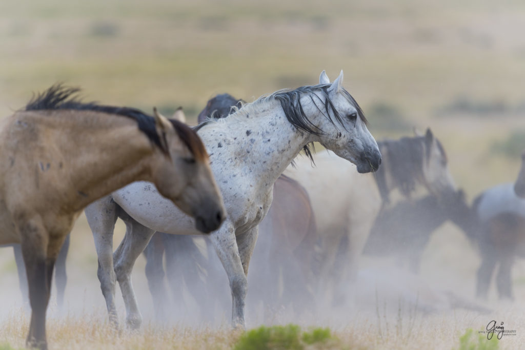 photography of wild horses fighting stallions mustangs