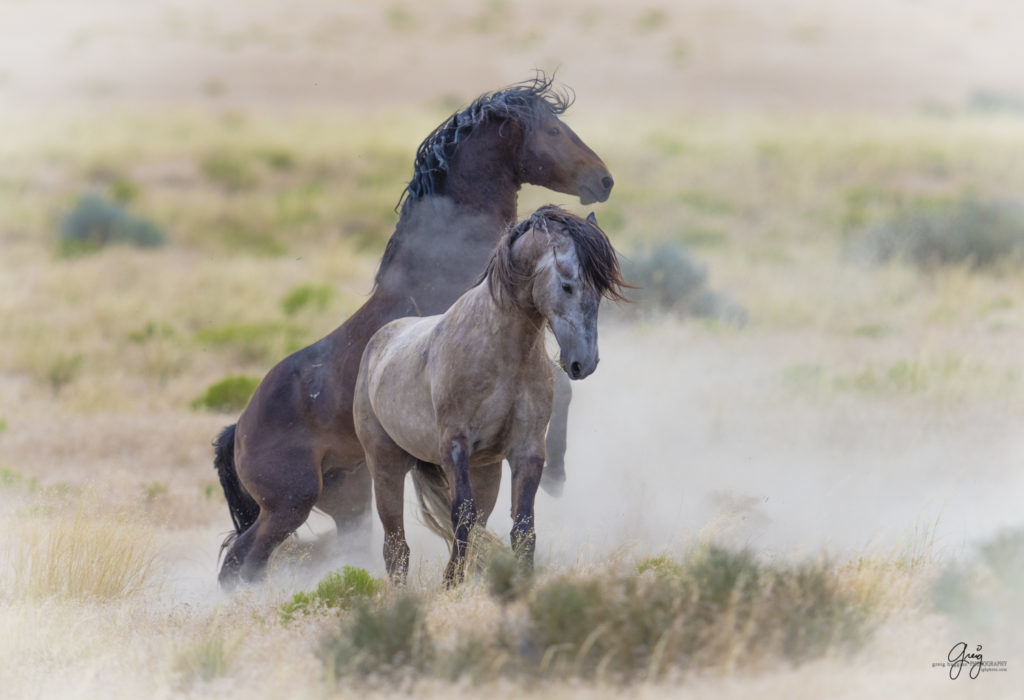 photography of wild horses fighting stallions mustangs