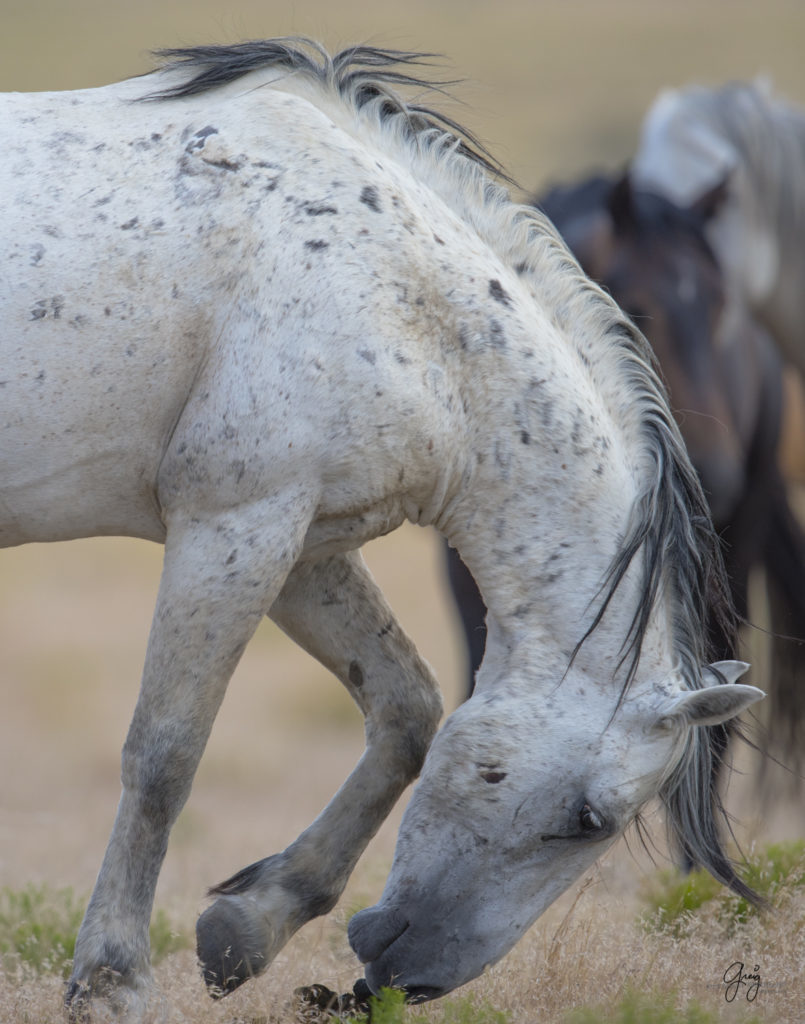 beautiful fine art photograph of wild horse stallion mustang