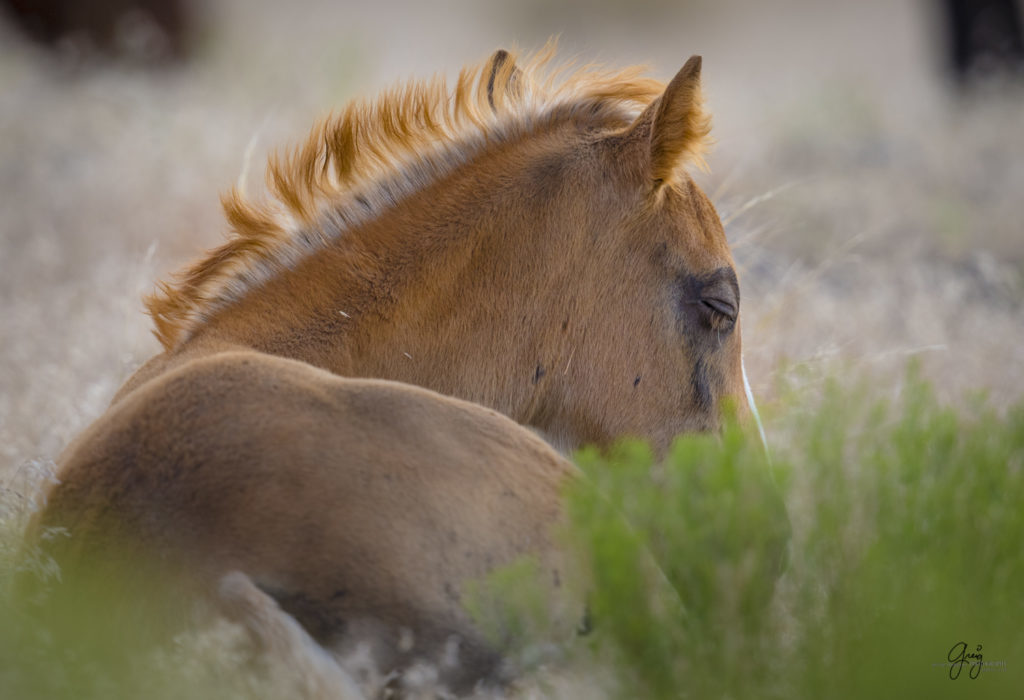 photograph of newborn foal wild horse herd onaqui