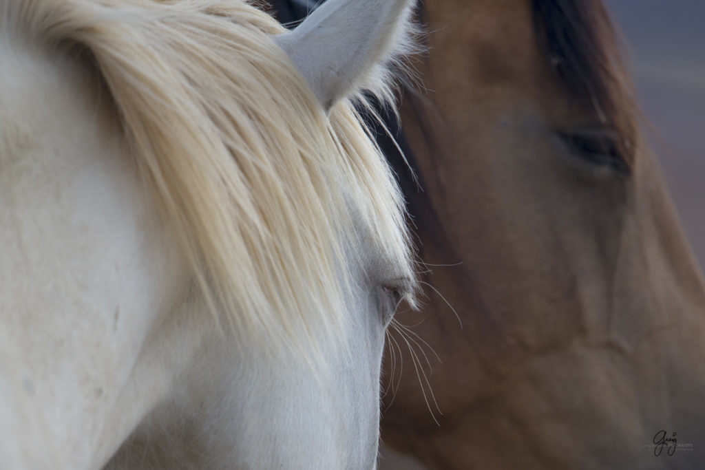 photography of blue eyed mare wild horses utah