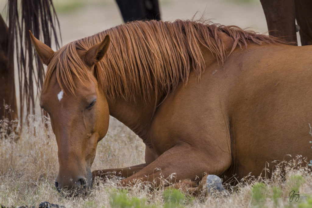 horses photography, horse photography, wild horse photography, horses art, pictures of horses, horse photography black and white, wild horse black and white photography, horse photography for sale, famous equine photographers, horse photographer, photos of wild horses, wild horse prints, horse prints, horse photo galleries, wild horses, horses, fine art photography of horses, fine art photography, wild mustangs, wild stallions, wild stallions running