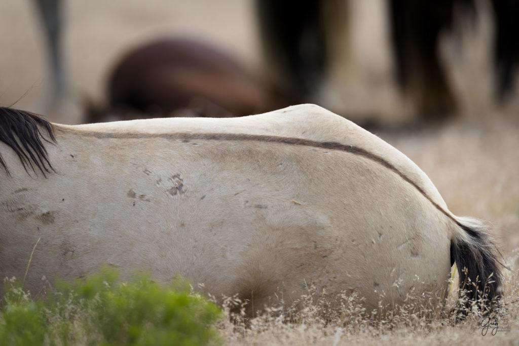 wild horse photography zebra stripe