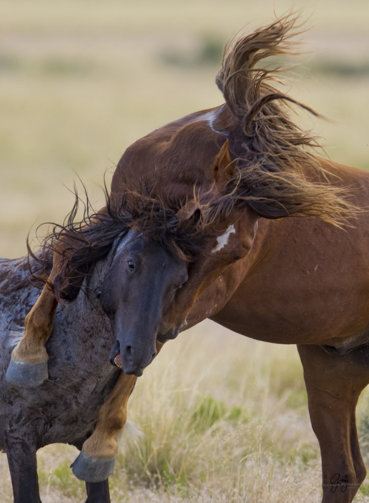 photography of two wild horses stallions in a fierce fight
