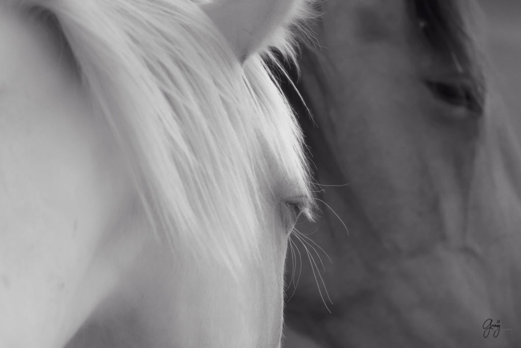 fine art photography of blue eyed mare  black and white