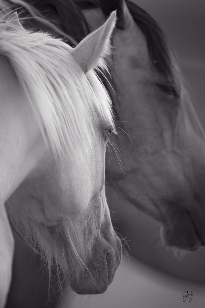 fine art photography of blue eyed mare  black and white