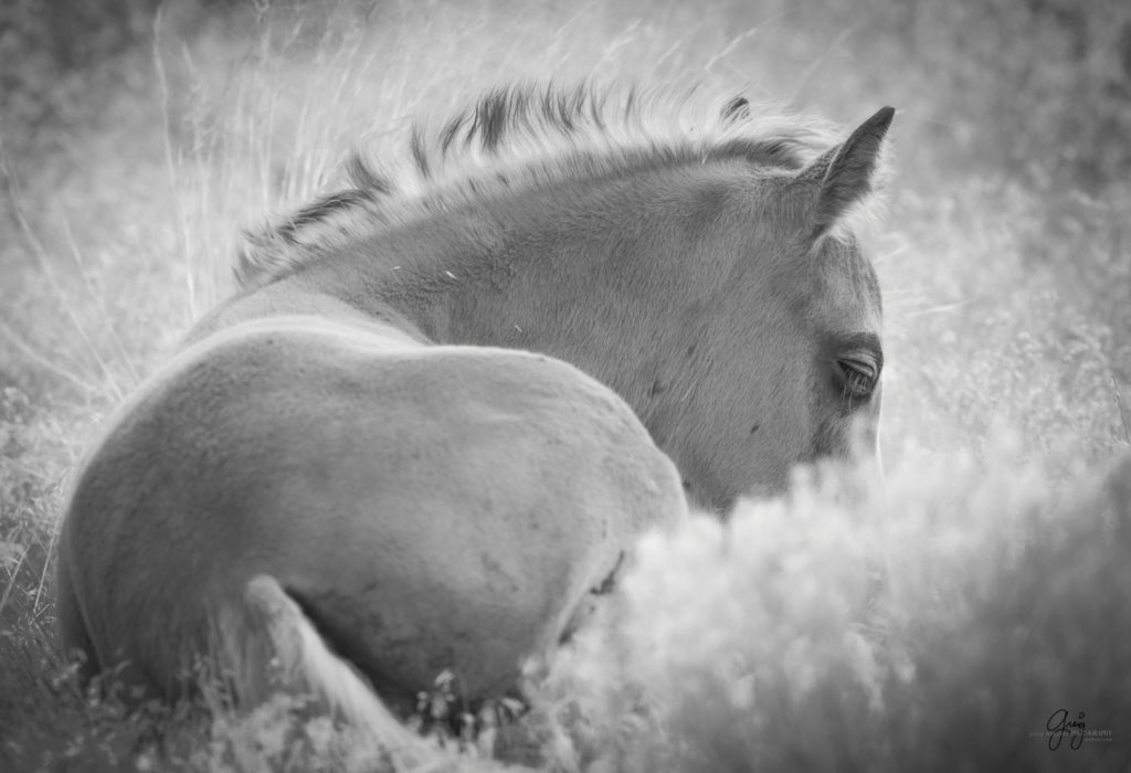 fine art photography of wild horse foal  black and white