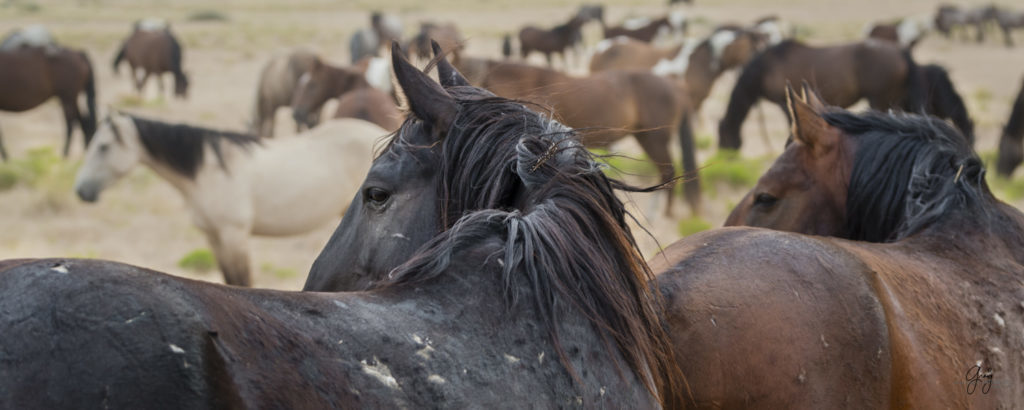 fine art photography of two wild horse stallions looking back at fight