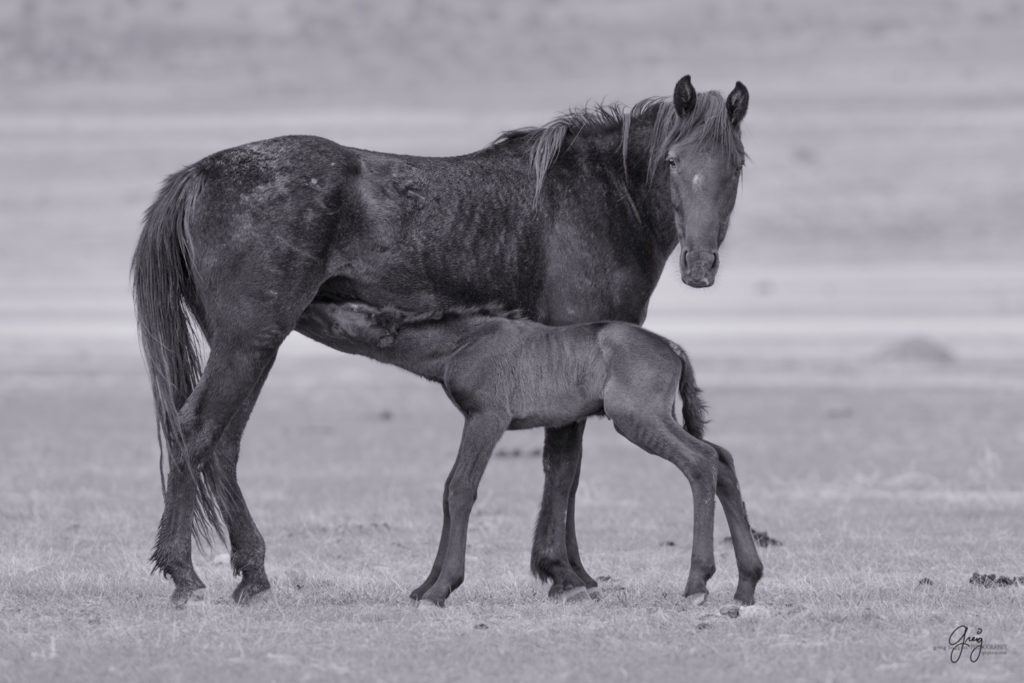 Photographs of Onaqui Wild Horses Taken in March 2017 | Photography of ...