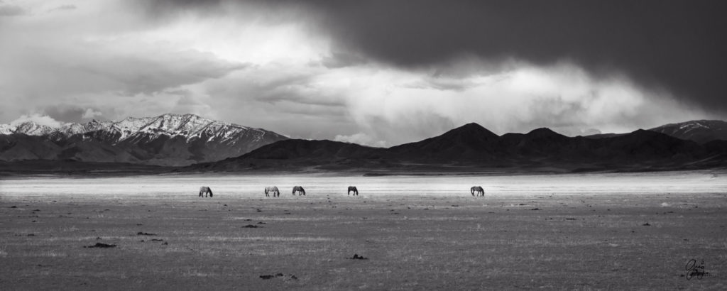 fine art photography wild horses