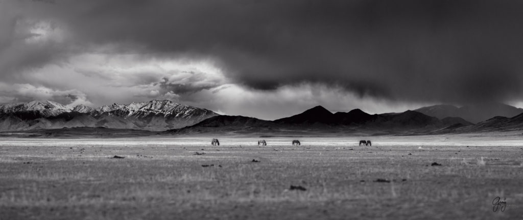 fine art photography wild horses