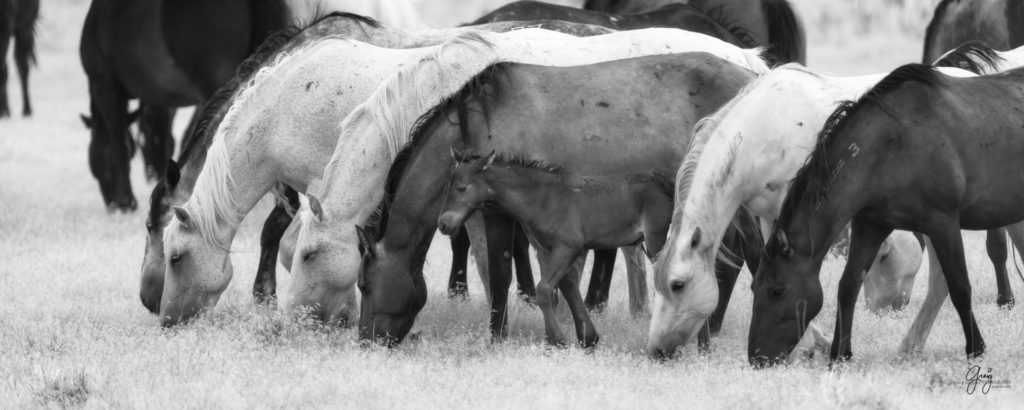 black and white fine art photography of wild horse mares and new foal onaqui herd