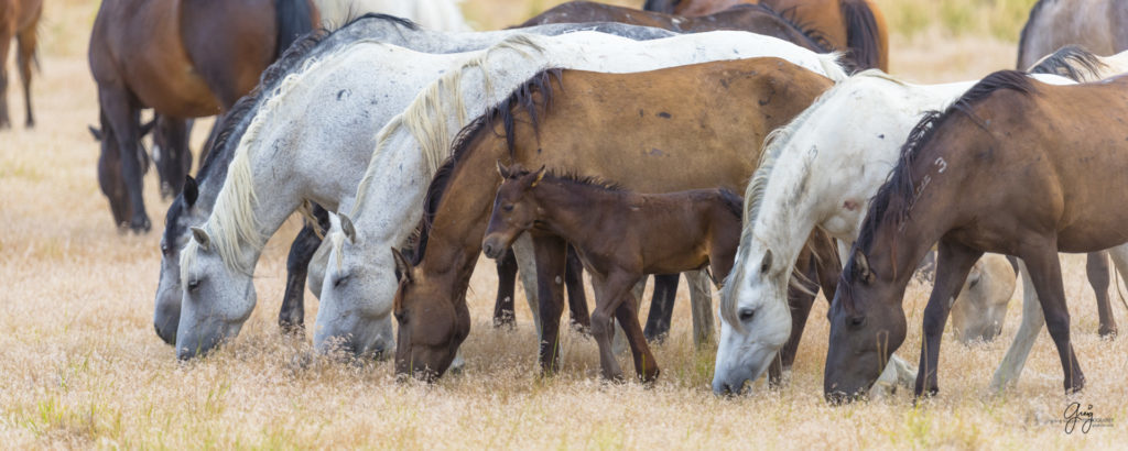 fine art photography of wild horse family mares and new foal
