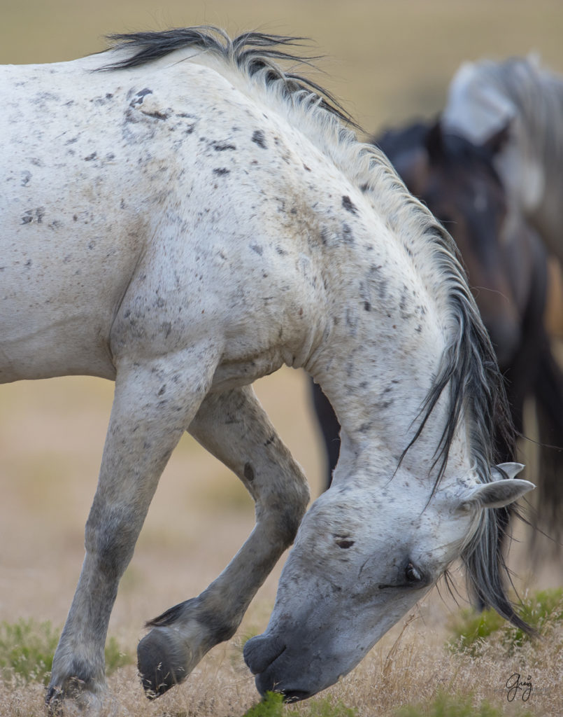 photography of horses, photography of wild horses, fine art photography of horses, wild horses, stallion
