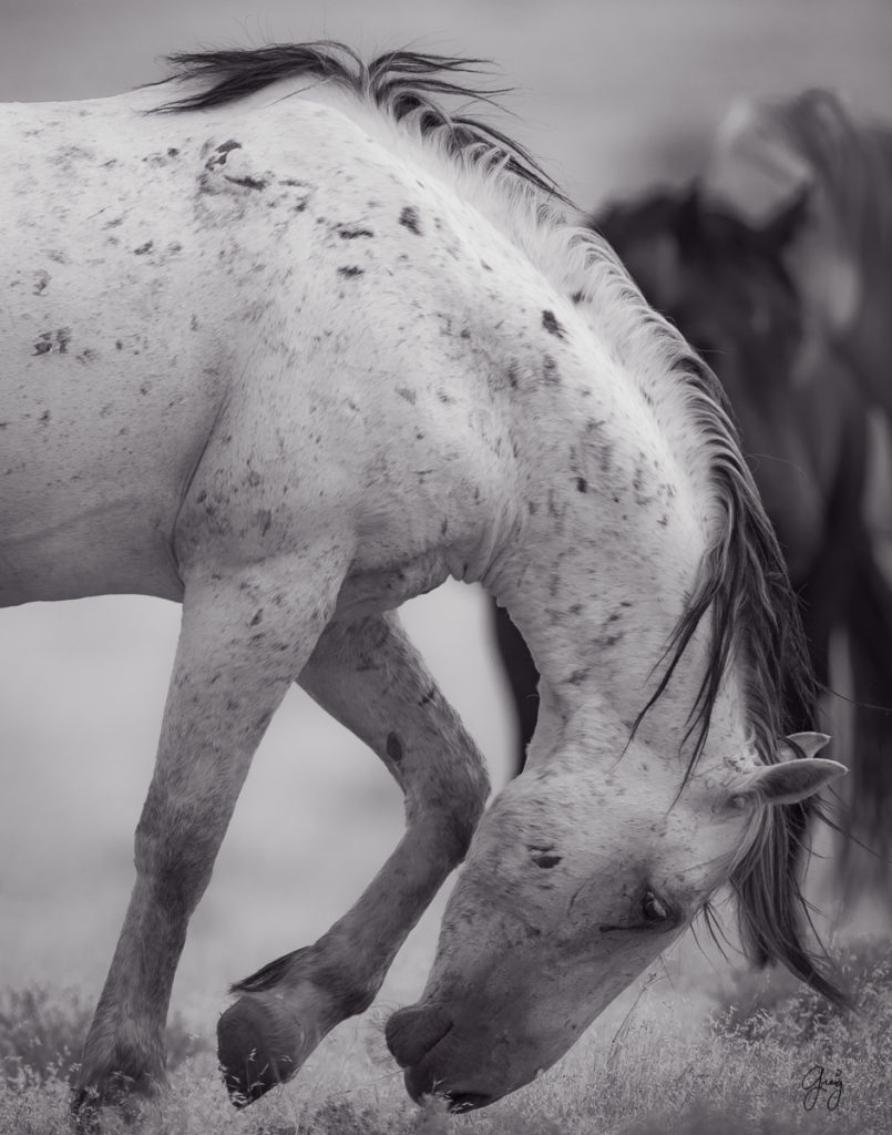 photography of horses, photography of wild horses, fine art photography of horses, wild horses, stallion, black and white photography of horses